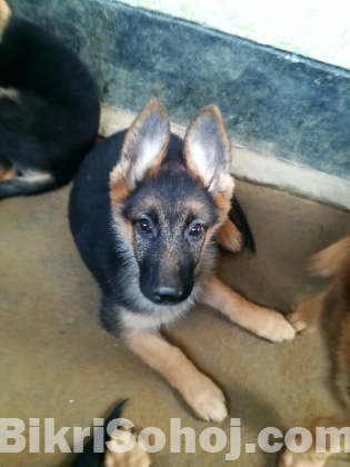 German Shepherd puppy